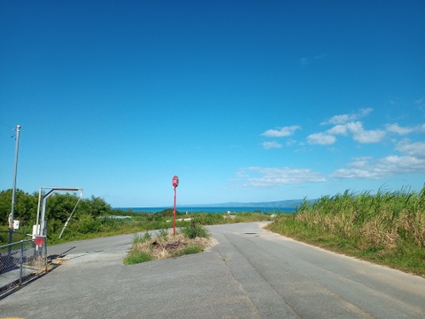 今が旬の　さとうきび🌾　約２ｋ