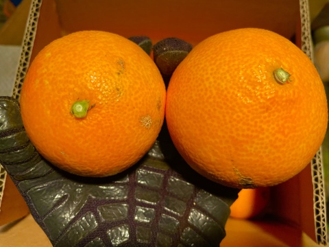 【トロ〜りゼリー食感！】まどんな 2kg（ご家庭用）M〜3Lサイズ混合