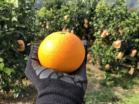 【トロ〜りゼリー食感！】まどんな 2kg（ご家庭用）M〜3Lサイズ混合