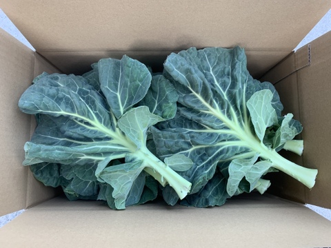 淡路島のケール3kg❗️栄養満点