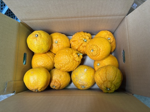 佐賀県太良町産　♪不知火♪2.5kg【家庭用キズ少なめ】