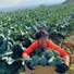 スマイル葛城農業